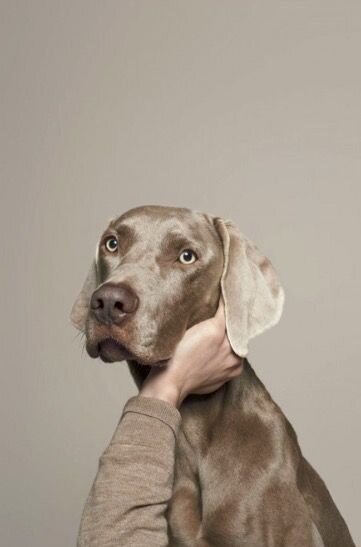 A Weimaraner resting its head on its owner's hand against a cream backdrop